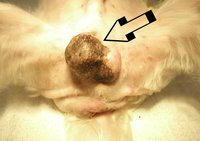高齢雄犬の睾丸腫瘍と肛門腫瘍の2か所同時手術 サム動物病院 内科 軟部外科の治療に関する色々な症例をまとめてみました