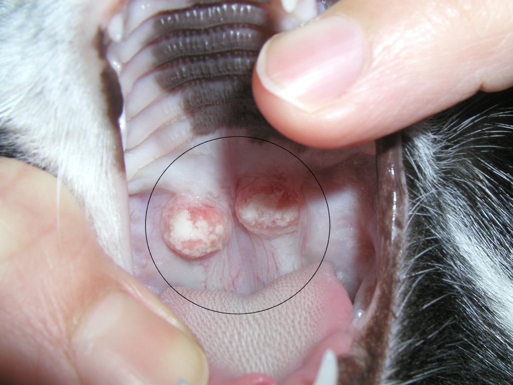 猫の好酸球性疾患 サム動物病院 内科 軟部外科の治療に関する色々な症例をまとめてみました